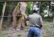 Solomon James visiting Shirley the elephant at The Elephant Sanctuary in Tennessee