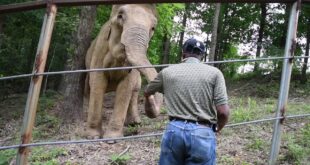 Solomon James visiting Shirley the elephant at The Elephant Sanctuary in Tennessee