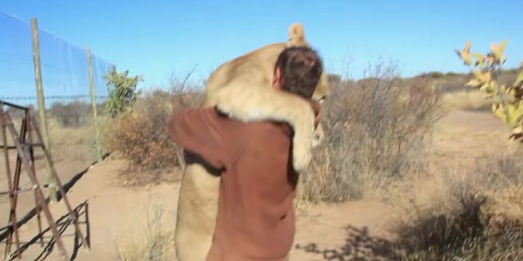 Sirga the lioness stands up and hugs Valentin Gruener in Botswana