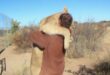 Sirga the lioness stands up and hugs Valentin Gruener in Botswana