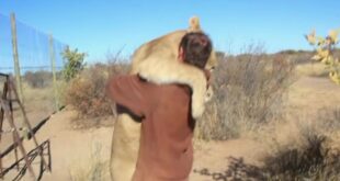 Sirga the lioness stands up and hugs Valentin Gruener in Botswana