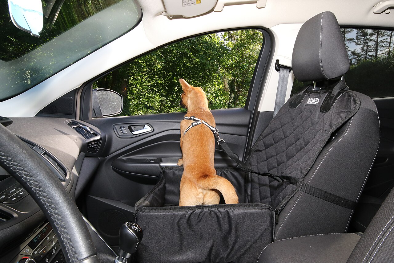A small dog sitting in the front seat of a parked car