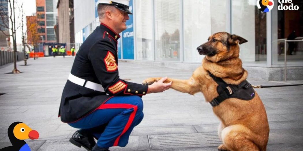 A service member in dress uniform shaking paws with a German shepherd