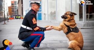 A service member in dress uniform shaking paws with a German shepherd