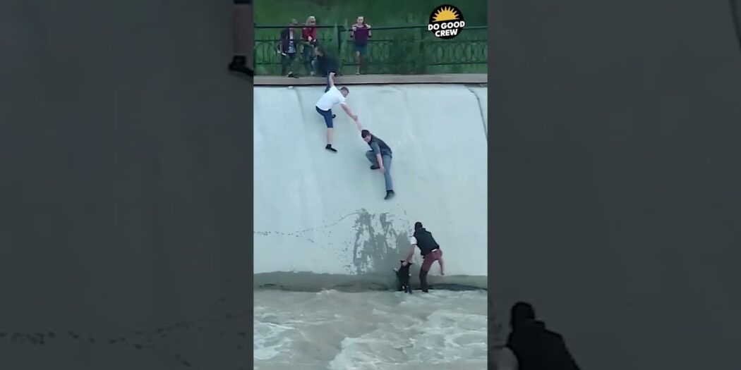 Strangers link arms to rescue a dog in Almaty