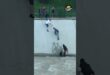 Strangers link arms to rescue a dog in Almaty