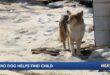A dog helps Louisville police find a missing 3-year-old boy