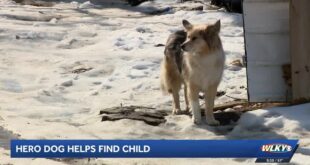 A dog helps Louisville police find a missing 3-year-old boy