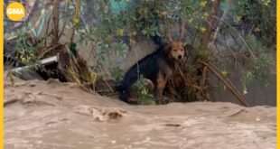 Stray dog Morocho in the flooded river in Santiago, Chile