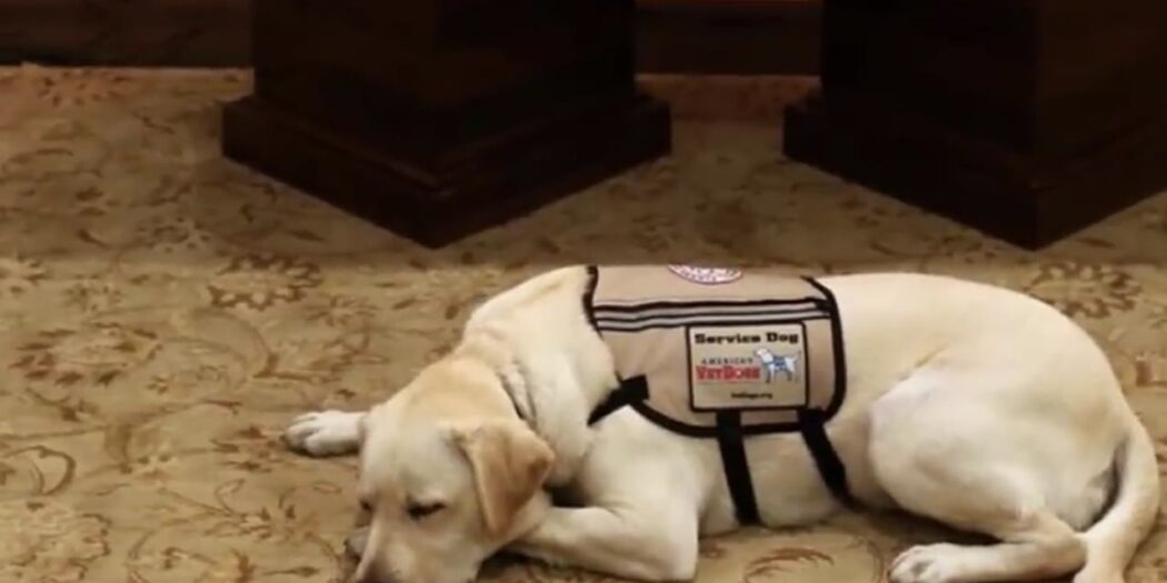 Sully the yellow Labrador service dog of President George H.W. Bush