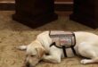 Sully the yellow Labrador service dog of President George H.W. Bush