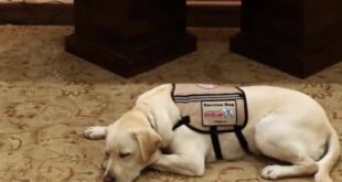 Sully the yellow Labrador service dog of President George H.W. Bush
