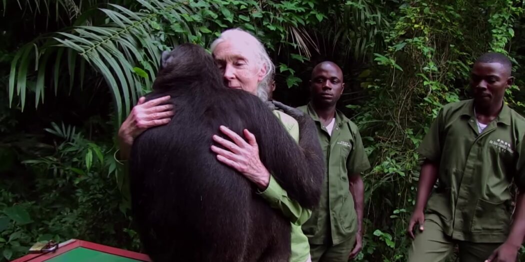 Wounda the chimpanzee hugging Jane Goodall after her release in the Republic of Congo