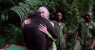 Wounda the chimpanzee hugging Jane Goodall after her release in the Republic of Congo