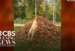 Yellow Labrador retrievers Stella and Mabel leaping into a pile of fall leaves